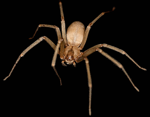 Brown Recluse Spider Bite