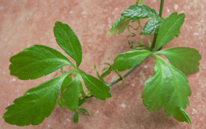 Gynostemma Pentaphyllum Plant