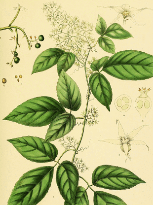 Gynostemma Pentaphyllum Vine