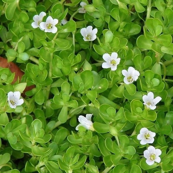 Bacopa Monnieri Review Of Benefits Effects Dosage And Bacopa Monnieri Review Of Benefits Effects Dosage And