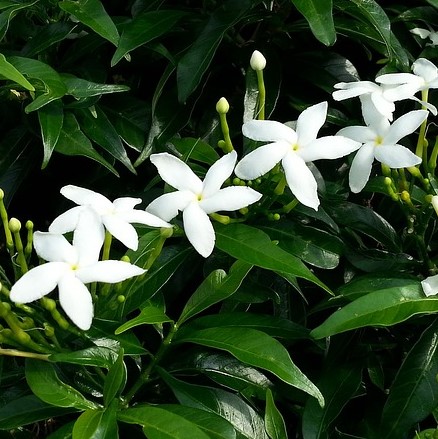 Bulk Jasmine Flowers
