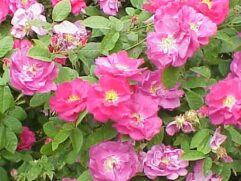 Rose Petals and Rosebuds for Sale in Bulk