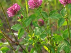 Red Clover Flowers for Sale