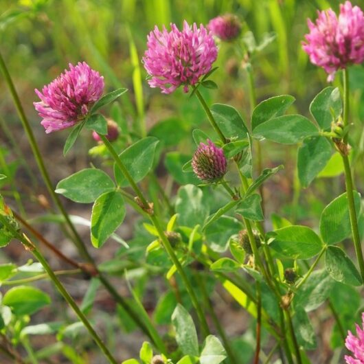 Red Clover Flowers for Sale