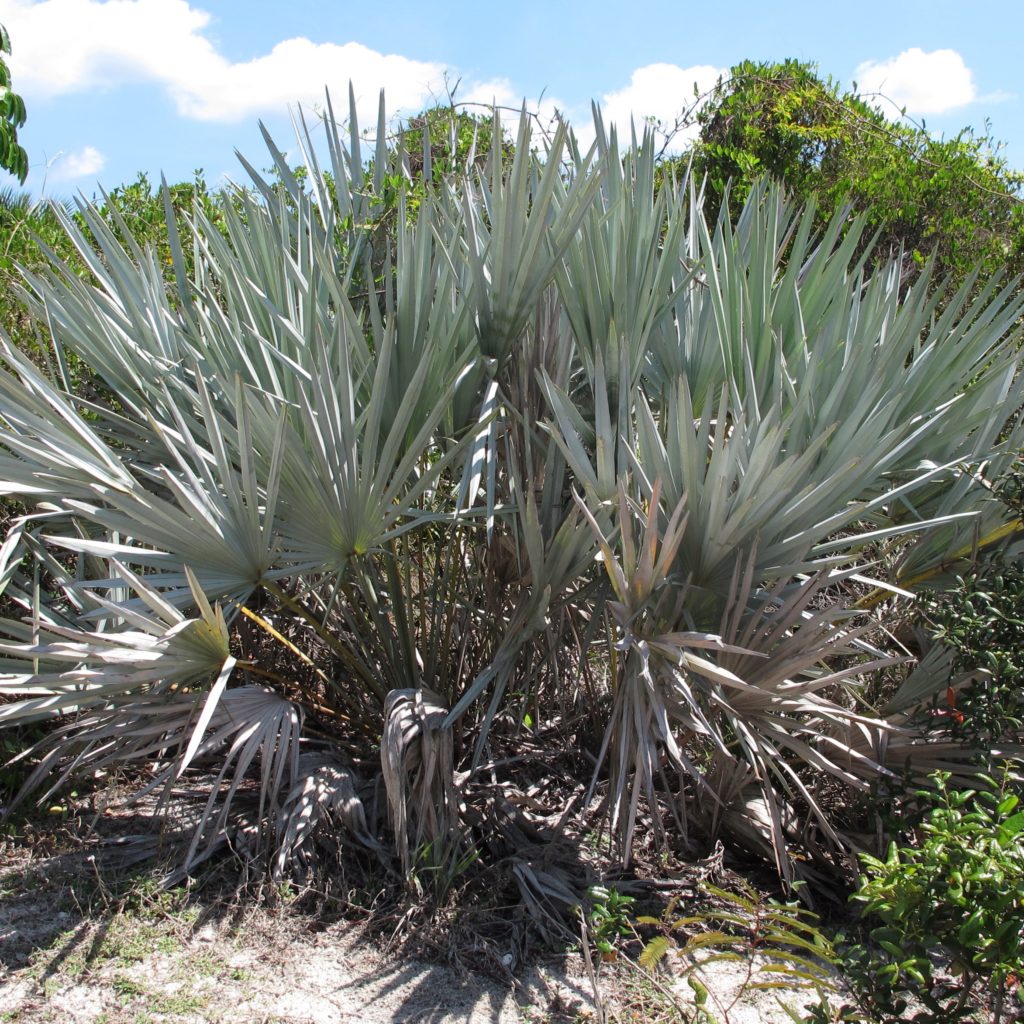 Bulk Saw Palmetto Berries Powder