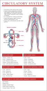 Circulatory System Report Thumbnail