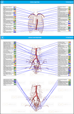 Female Body Arteries Scan