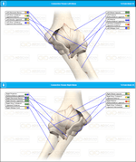 Elbows Connective Tissues Scan