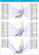 Left Foot Connectivity Tissue Scan