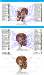 Head Muscles Scan Report