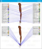 Left Arm Muscles Scan Report