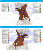 Neck Muscles Scan Report