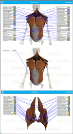 Torso Muscles and Hips Scan
