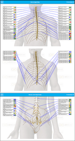 Upper & Lower Body Nerves Report