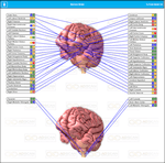 Nerves of the Brain Scan