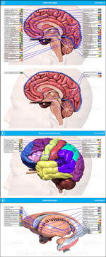 Brain & Ganglia Organ Scan Report