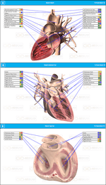 Heart Organ Frequency Scan