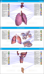 Lungs & Respiratory Organ Report