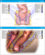 Rectum Organ Frequency Scan