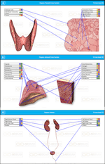 Thyroid, Adrenal, Urinary Organ Scan