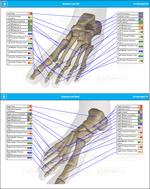 Foot Bones Skeleton Scan Report 