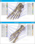 Foot Bones Skeleton Scan Report