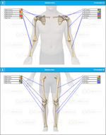 Arms & Legs Skeleton Bones Report