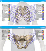 Skeleton Ribs Hip Bones Report 