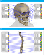 Scull  & Spine Skeleton Scan Report