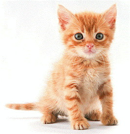 The Pottenger Cat Experiments