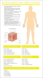 Iintegumentary Skin System Report Thumbnail