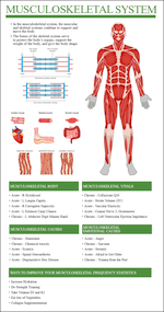 Musculoskeletal System Report Thumbnail